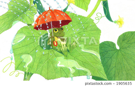 樹蛙 仲夏 盛夏 1905635