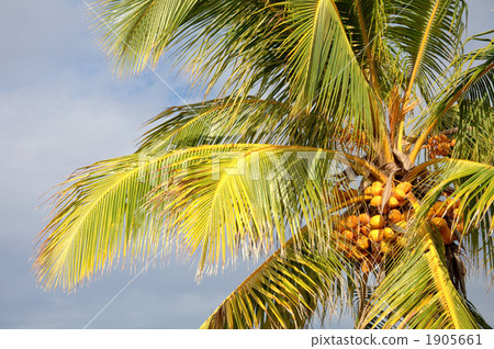 Coconut fruit and blue sky Coconut fruit and blue sky 1905661