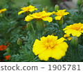 Marigold  1905781