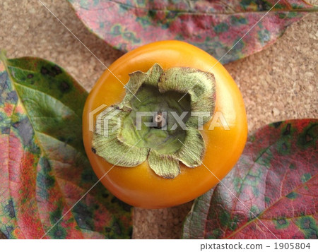 柿子和柿子葉 柿子和柿子葉 1905804