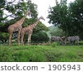 長頸鹿和斑馬 1905943