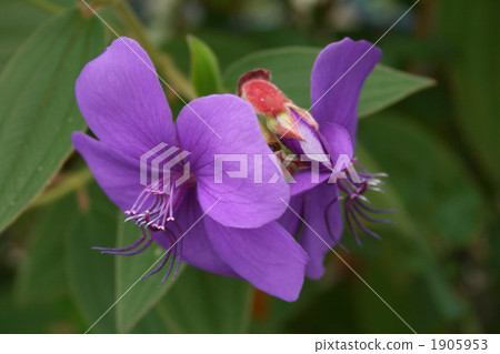 Shikonno按鈕 1905953