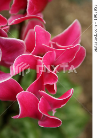 花園仙客來 1905955