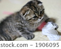 Scottish fold 1906095