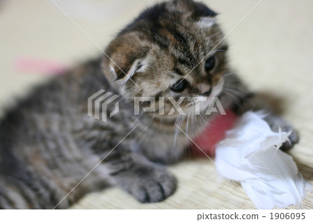 Scottish fold Scottish fold 1906095
