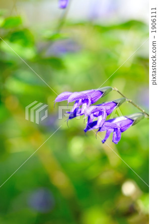 Meadowsage Meadowsage 1906111