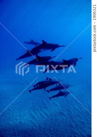 Hashinaga海豚 Hashinaga海豚 1906321