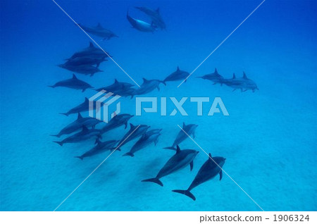 Hashinaga dolphin Hashinaga dolphin 1906324