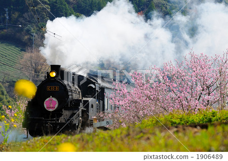 Peach blossoms and steam locomotives 1906489