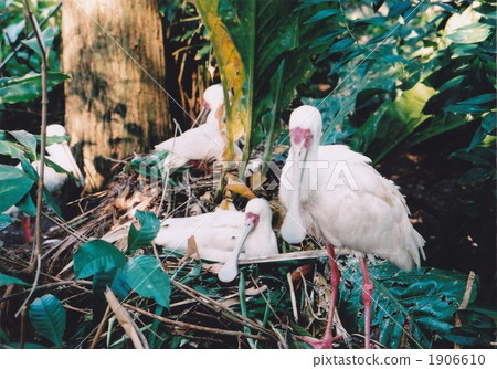 Benifera Benifera 1906610