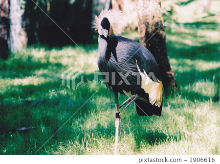 Cumul rice Cumul rice 1906616