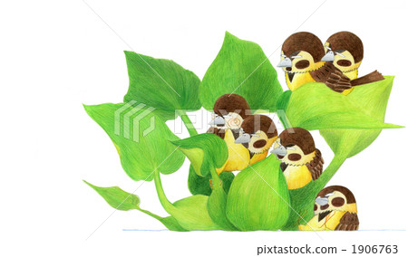 sparrow, sparrows, bird 1906763