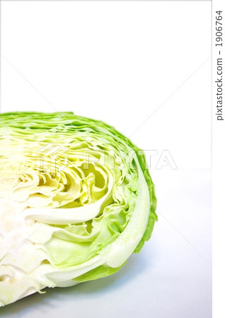 捲心菜 捲心菜 1906764