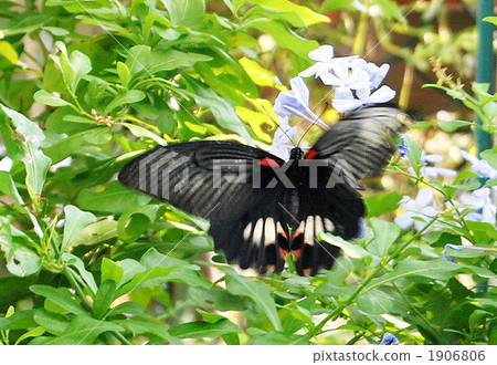 長崎kegeha女 長崎kegeha女 1906806