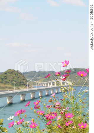 Kakushima Ohashi和Cosmos Kakushima Ohashi和Cosmos 1906891