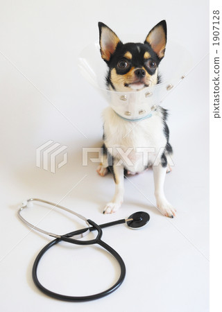 Sick dog 1907128
