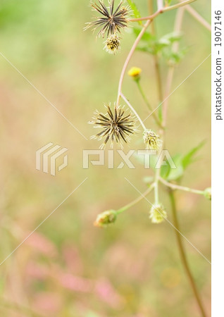 Species of Coensengangsa Species of Coensengangsa 1907146