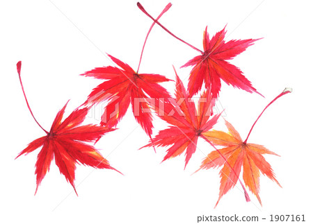 autumn leaves maple fallen leaves 1907161
