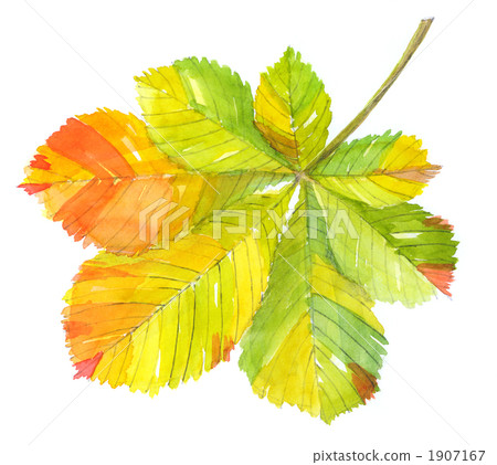 horse chestnut 1907167