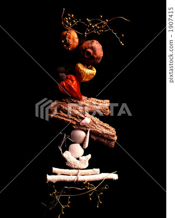 shell, fig, coral 1907415