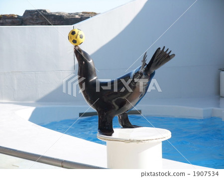 Sea lion show 1907534