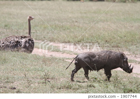 肯尼亞疣和鴕鳥 1907744