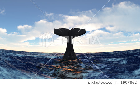 caudal fin, whale, whales 1907862