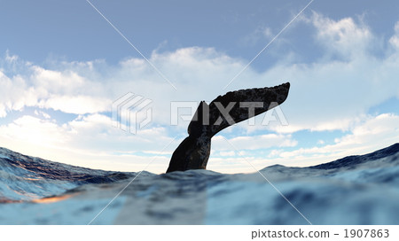 whale, whales, in the sea 1907863