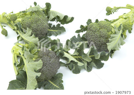 broccoli broccoli 1907973