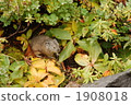kamifurano, terrestrial animal, rare animals 1908018