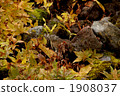 looking up, rare animals, lean forward 1908037
