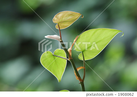 creeper, epipremnum aureum, heart shaped 1908062