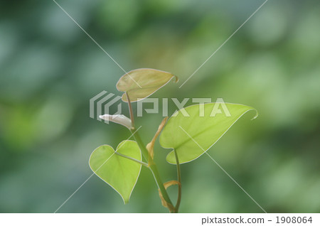epipremnum aureum, pothos, devil's ivy 1908064