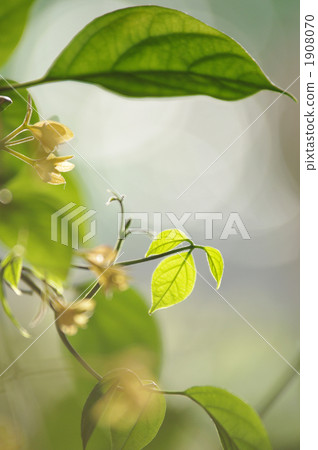 攀援植物 唇形科 散景界 1908070