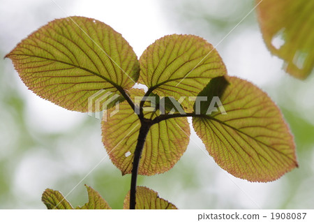 bokeh circles, caprifoliaceae, honeysuckle family 1908087