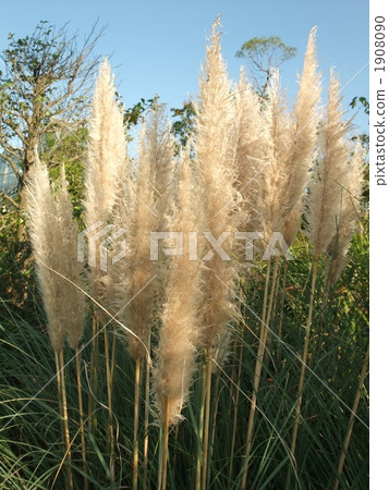 Pampasgrass 1908090
