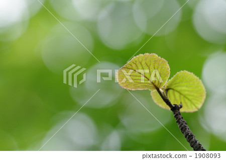 莢蒾 分叉的莢蓮屬的植物 葉 1908093