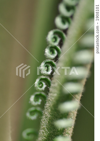 japanese fern palm, cycad, sago cycad 1908101