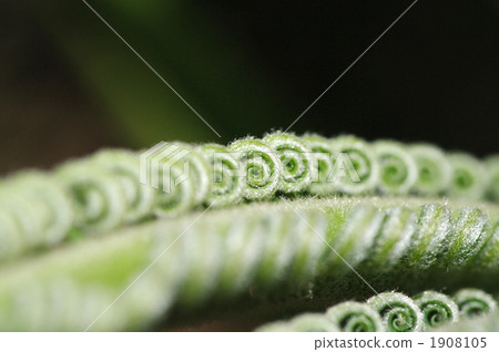 cycad, sago cycad, lanugo 1908105