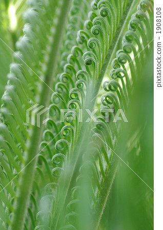 cycad, sago cycad, lanugo 1908108