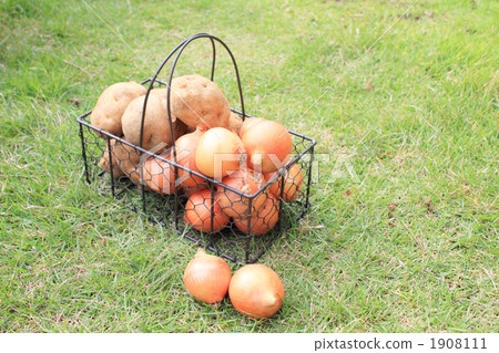 Onion and potato 1908111