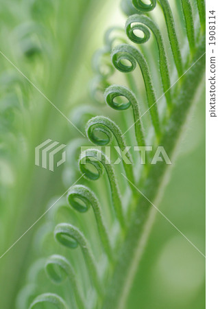 cycad, sago cycad, lanugo 1908114