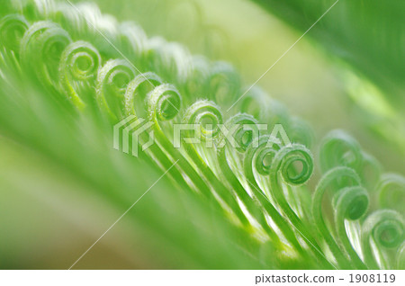 japanese fern palm, cycad, sago cycad 1908119