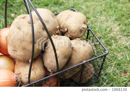Onion and potato 1908130