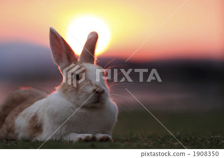 Rabbit at dusk Rabbit at dusk 1908350
