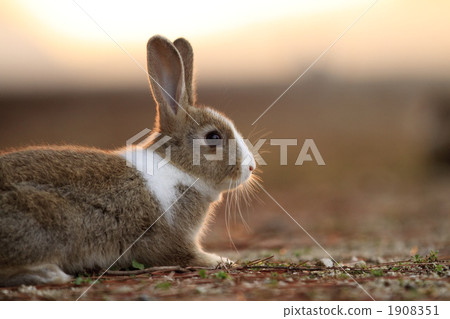 Baby rabbit at dusk Baby rabbit at dusk 1908351