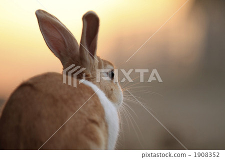 Rabbit at dusk Rabbit at dusk 1908352