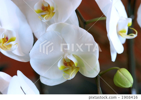 Phalaenopsis orchid  1908416