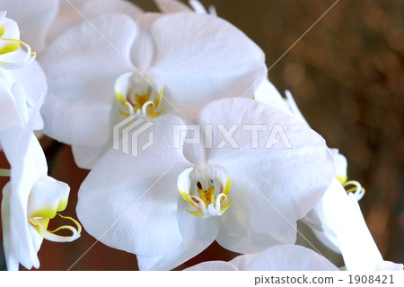 Phalaenopsis orchid  1908421