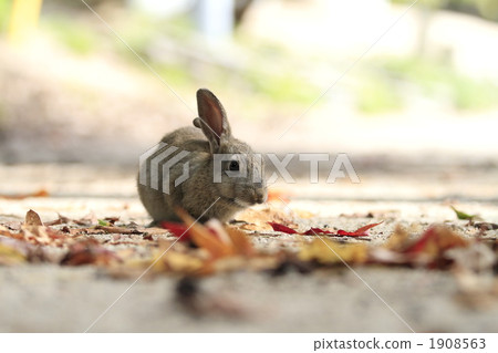 Deciduous leaves and baby rabbits 1908563